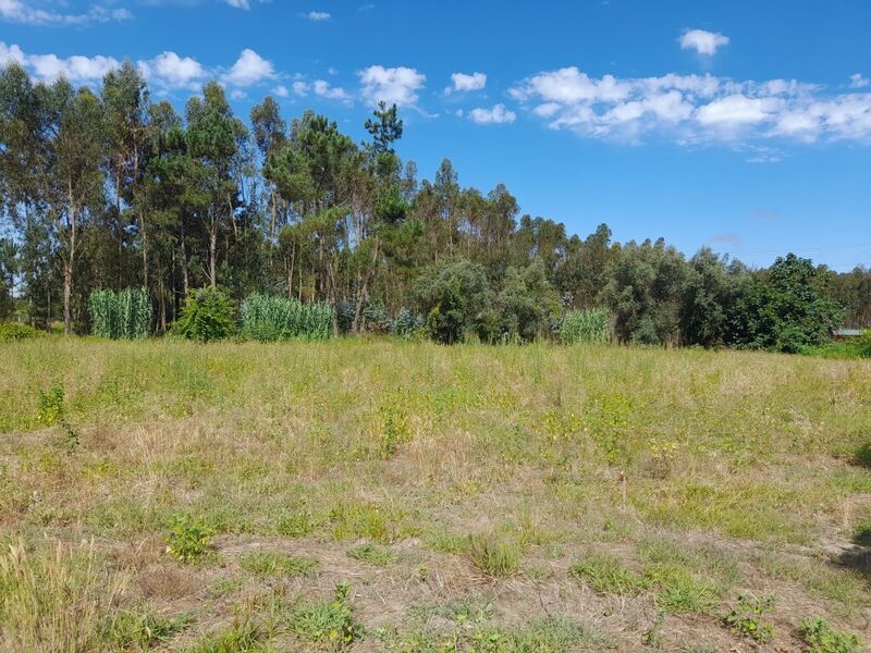 Terreno plano Vieirinhos Pombal - bons acessos, poço, água da rede, viabilidade de construção, electricidade