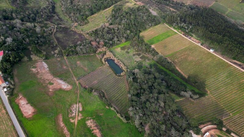 Land Rustic with 278000sqm A dos Negros Óbidos - easy access, cork oaks, water, water hole