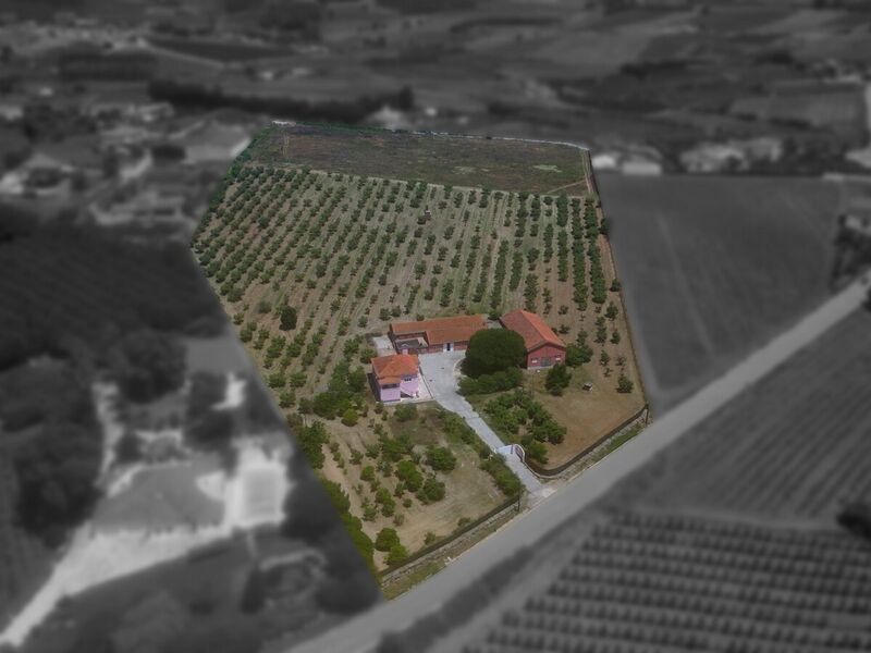 Farm V5 Moita dos Ferreiros Lourinhã - water, orange trees, riding arena, water hole, well, olive trees, peach trees, marquee, fruit trees, automatic gate