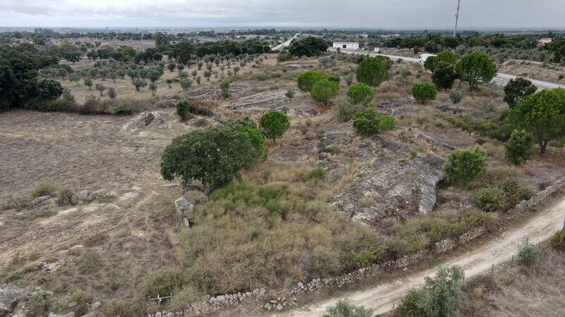 Land Rustic with 13000sqm Alpalhão Nisa - olive trees, fruit trees, water, arable crop