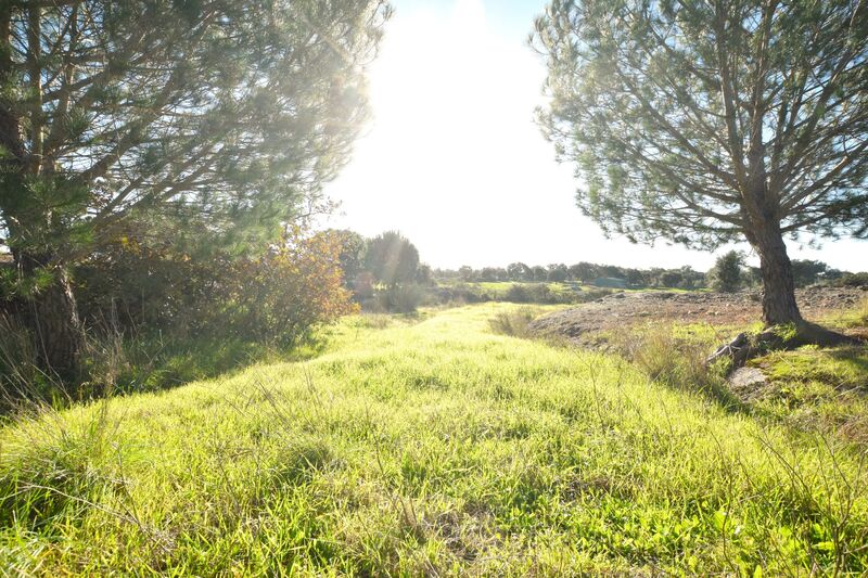 Land Rustic with 13000sqm Alpalhão Nisa - olive trees, fruit trees, water, arable crop