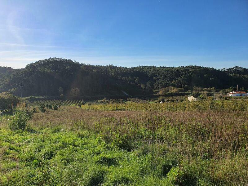 Terreno com 6070m2 Salir de Matos Caldas da Rainha - garagem