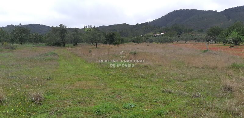 Land Agricultural with 6200sqm Pé da Serra Salir Loulé - water, olive trees, electricity