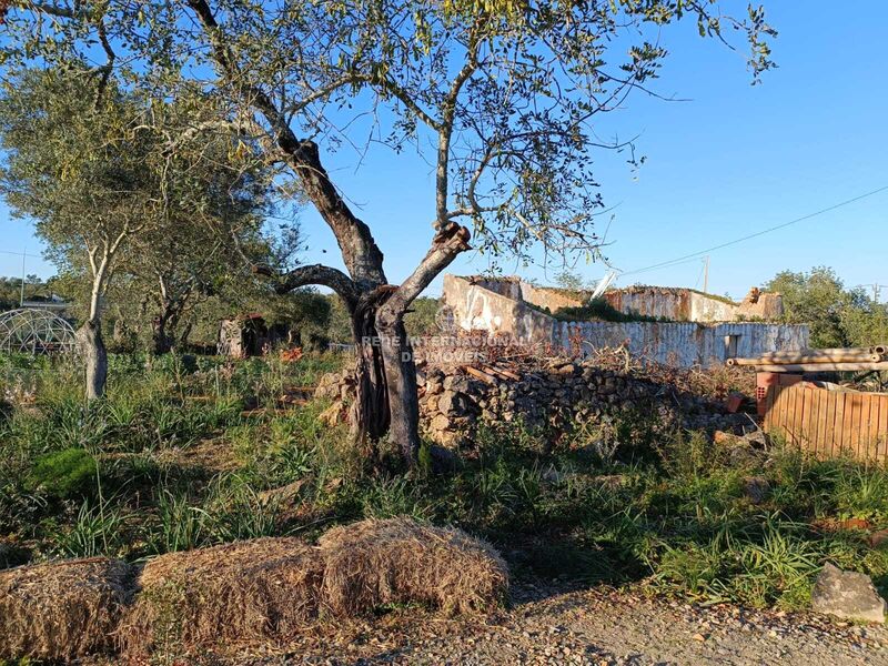 Ruine Isolated V3 Santa Margarida Tavira