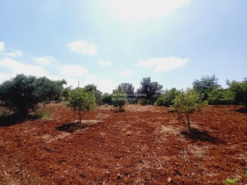 Land Rustic with 4480sqm Alecrineira Quelfes Olhão - water, splendid view, olive trees, fruit trees, electricity