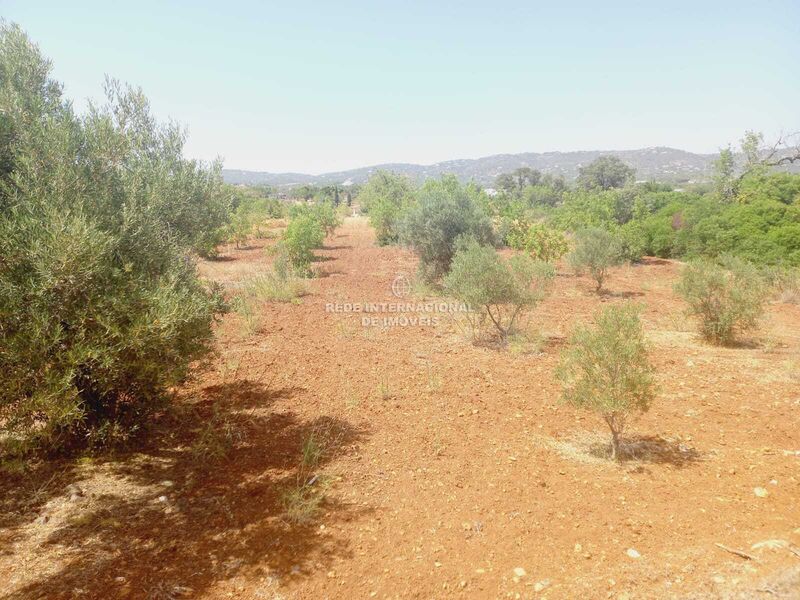 Land Rustic with 4480sqm Alecrineira Quelfes Olhão - water, splendid view, olive trees, fruit trees, electricity