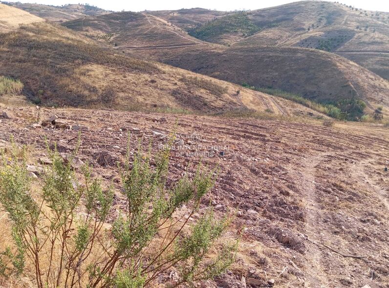 Terreno Rústico com 12000m2 Corte de António Martins Tavira - árvores de fruto, laranjeiras, água, bom acesso, oliveiras, poço