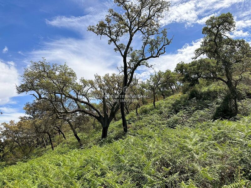 Farm V0 Colos Odemira - cork oaks