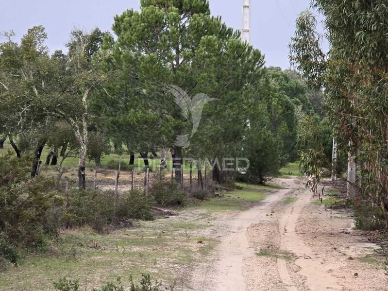 Terreno Rústico com 42750m2 Abela Santiago do Cacém - oliveiras