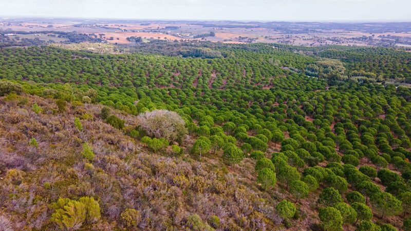 Homestead V0 São Luís Odemira - cork oaks