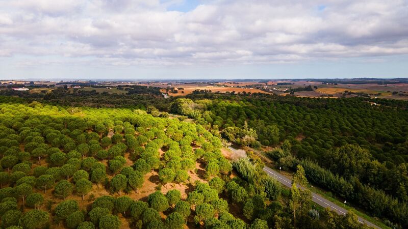 Herdade V0 São Luís Odemira - sobreiros