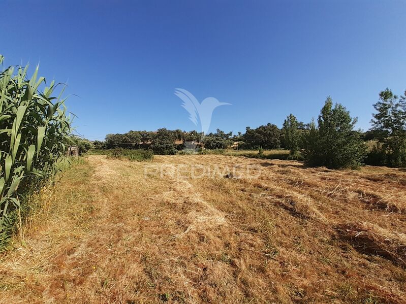 Land Rustic with 4200sqm Assentiz Torres Novas - electricity, water, well