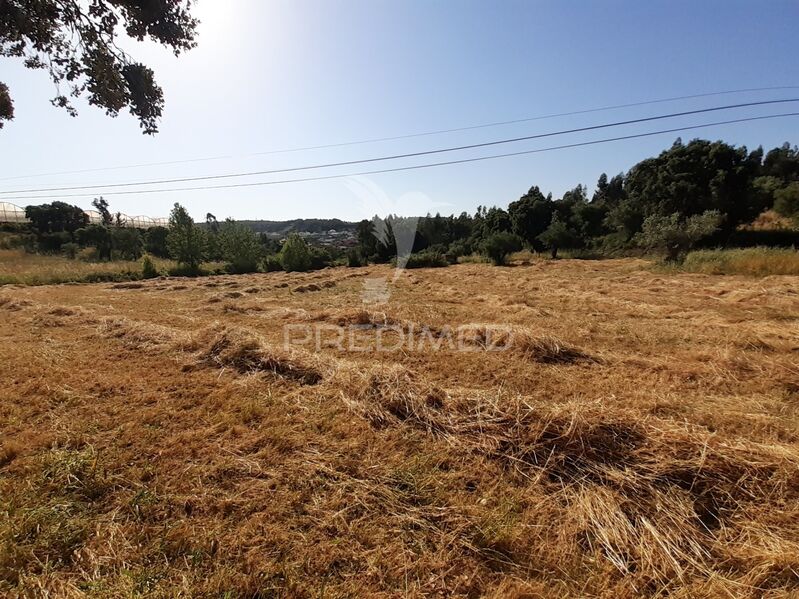 Terreno Rústico com 4200m2 Assentiz Torres Novas - luz, água, poço