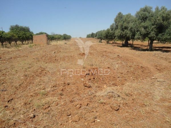 Land with 7000sqm Boliqueime Loulé - orange trees, water, electricity, water hole