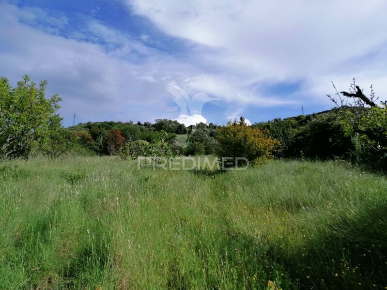 Terreno Agrícola com 6000m2 Mafra - electricidade, água, árvores de fruto, poço