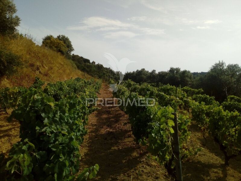 Quinta/Herdade V2 Santarém - furo, árvores de fruto, oliveiras, água, piscina, rega automática