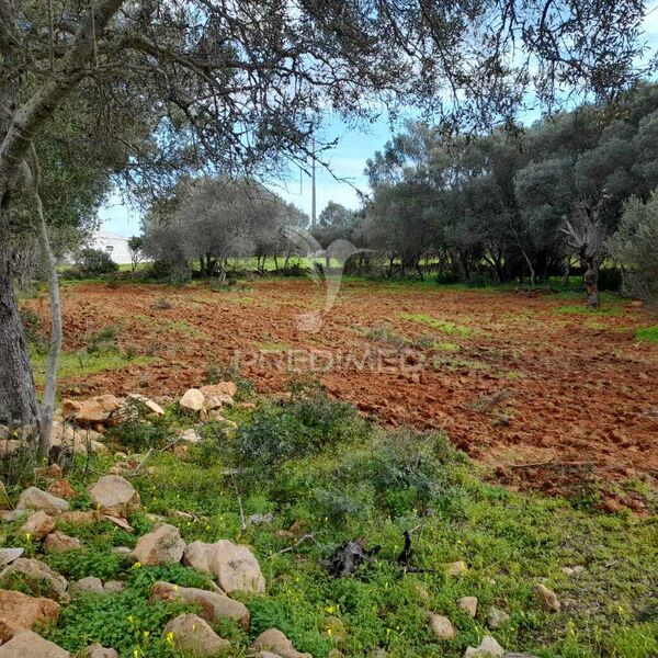 Terreno Rústico plano Quelfes Olhão - oliveiras, poço, luz