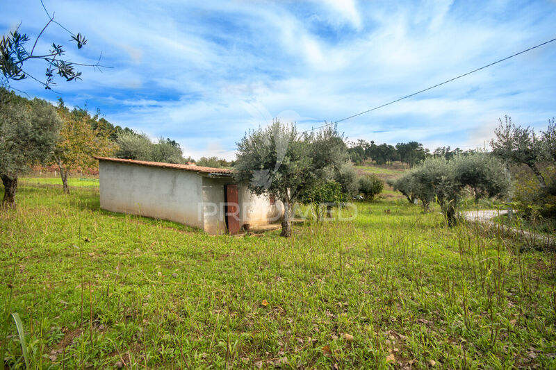 Terreno Agrícola com 3553m2 Trancoso - luz, oliveiras