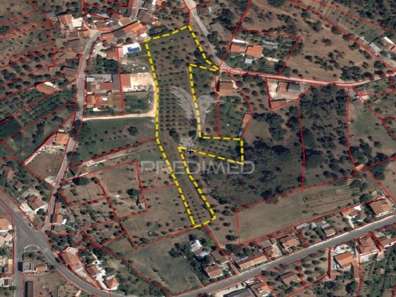 Terreno Rústico com 8800m2 Praia do Ribatejo Vila Nova da Barquinha - oliveiras, laranjeiras, electricidade, furo, sobreiros, viabilidade de construção