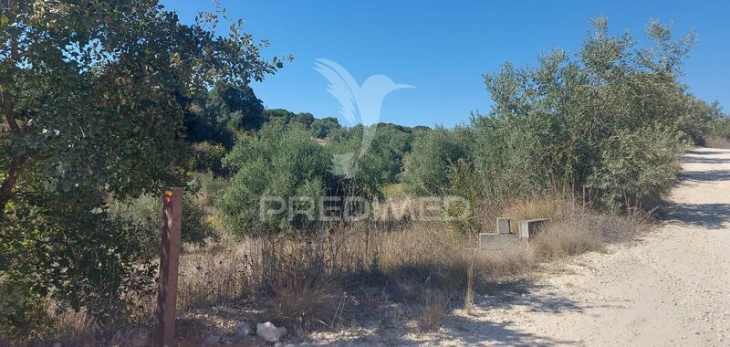 Land Agricultural with 21400sqm Santarém - good access, olive trees