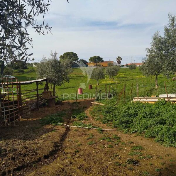 Farm V5 Santarém