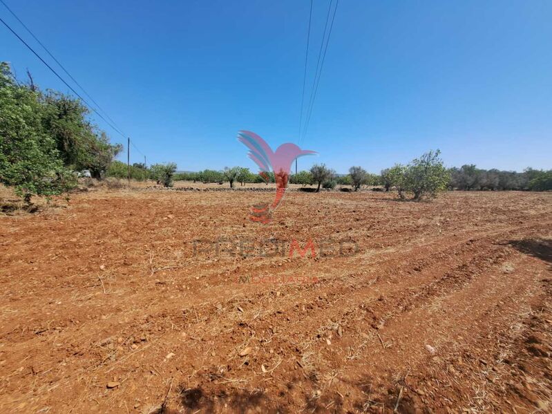 Land Rustic flat Paderne Albufeira - fruit trees, water, water hole, electricity