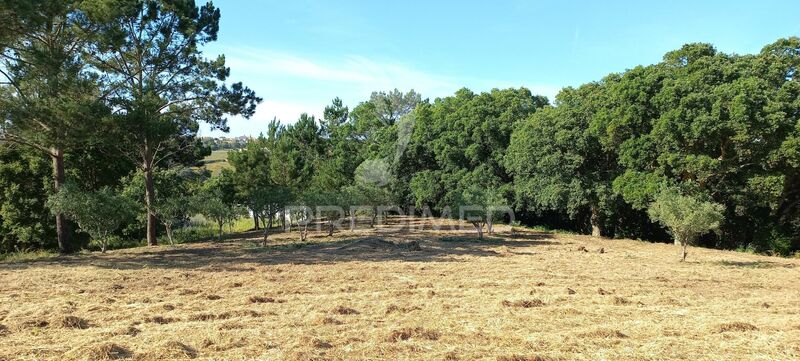 Land flat Bárrio Alcobaça - olive trees, nice location