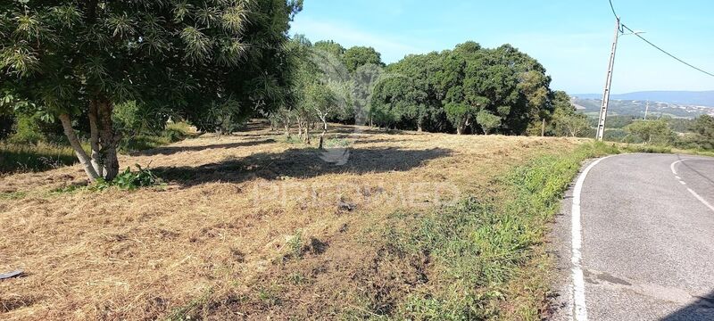 Land with 2295sqm Bárrio Alcobaça - olive trees, nice location