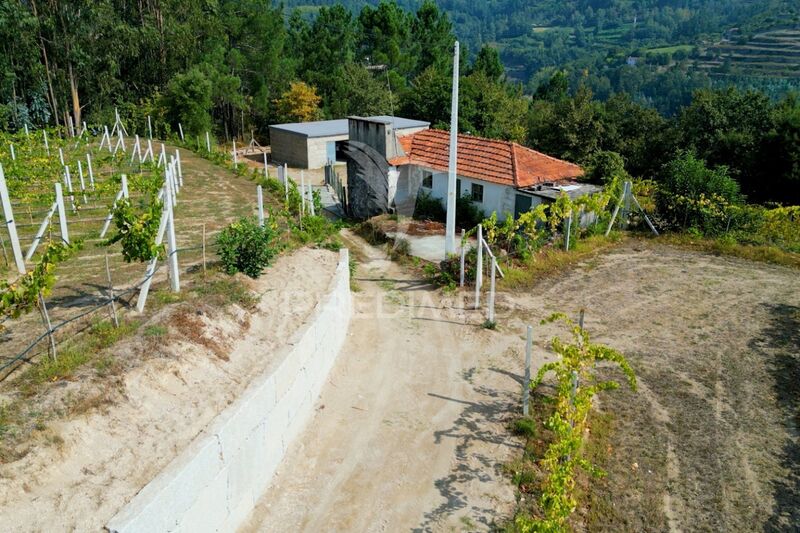 Quinta Castelo de Paiva - luz, árvores de fruto