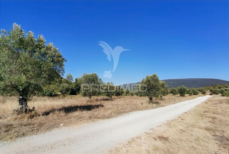 Terreno Agrícola com 22270m2 Pedrógão Torres Novas - electricidade, oliveiras