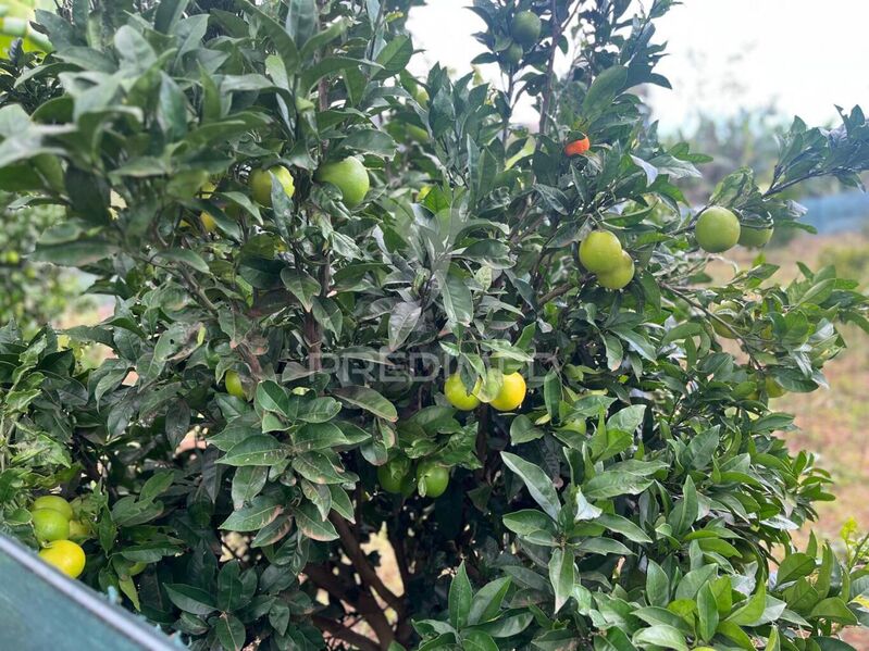 Terreno Agrícola com 3400m2 Canhas Ponta do Sol