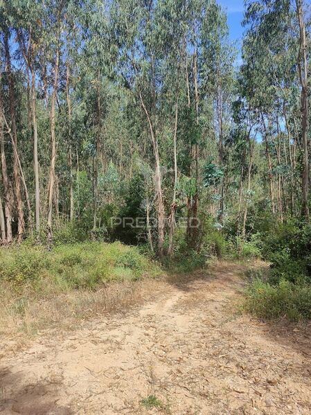 Terreno Rústico com 1360m2 Asseiceira Tomar - cultura arvense