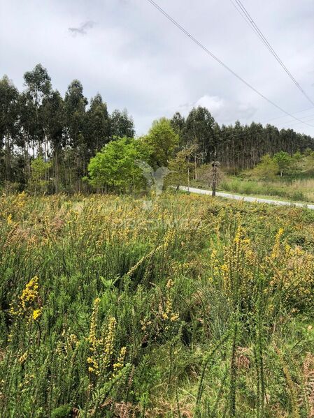 Terreno Rústico com 9000m2 Vilarinho Santo Tirso - bons acessos, electricidade