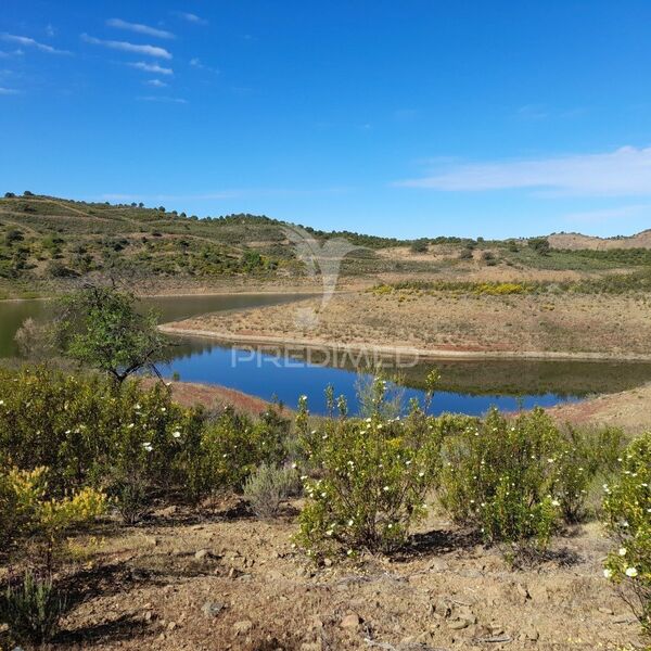 Land Rustic with 6800sqm Odeleite Castro Marim - olive trees