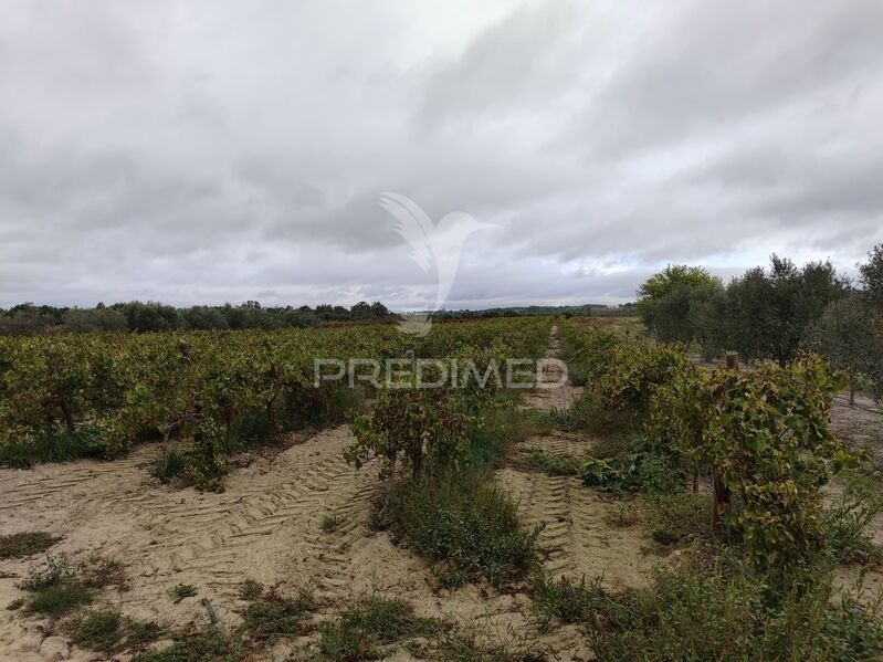 Land with 25000sqm Alpiarça - water hole, olive trees