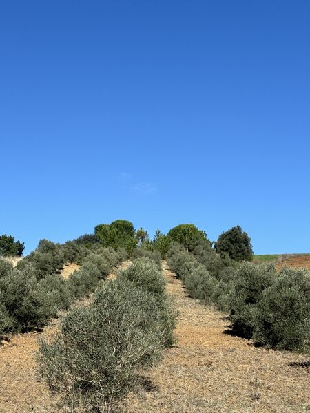 Land Rustic Rio Maior - olive trees