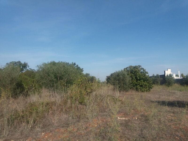 Terreno Rústico plano Torres Novas - viabilidade de construção, oliveiras, árvores de fruto, poço