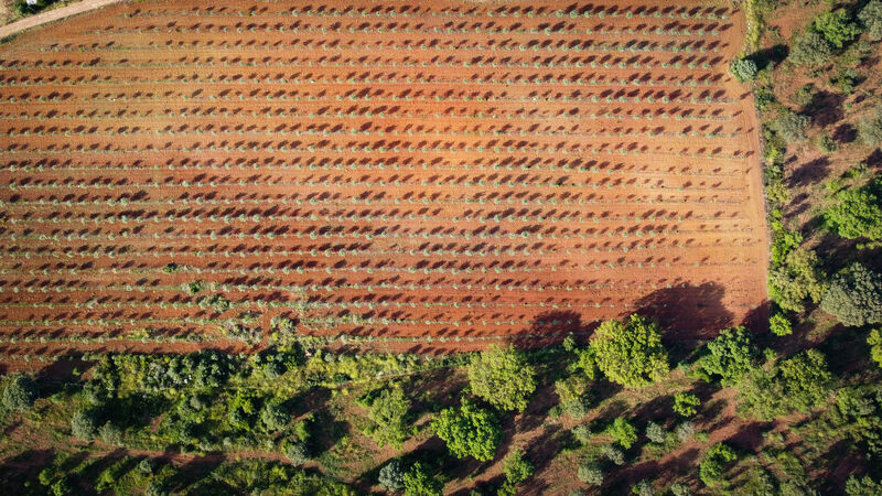 Herdade Évora Monte (Santa Maria) Estremoz - rega automática, sobreiros, piscina, ténis, oliveiras, painéis solares, ar condicionado, equipada, furo, água