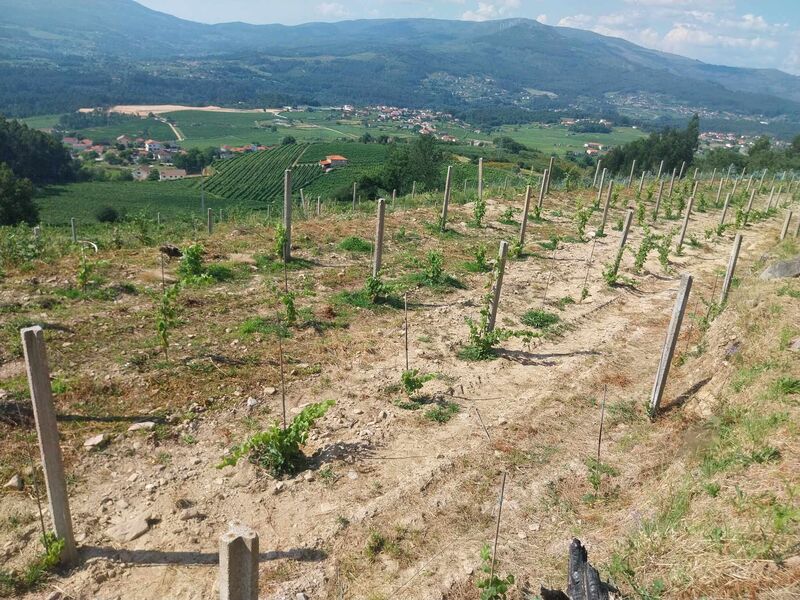 Terreno com 3800m2 Monção