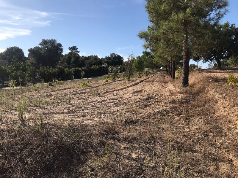 Land Agricultural for construction Centro São José da Lamarosa Coruche