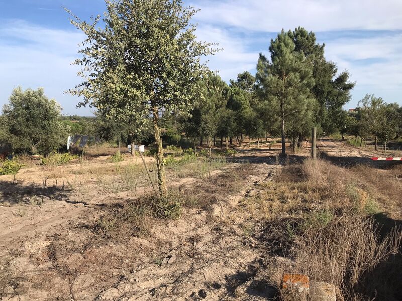 Land Agricultural for construction Centro São José da Lamarosa Coruche