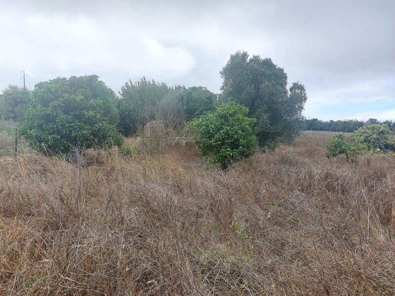 Land for construction Marinhais Salvaterra de Magos - arable crop, olive trees, easy access, orange trees, well