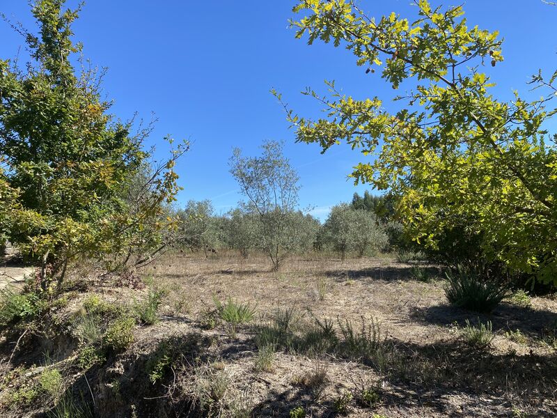 Terreno Agrícola com 4230m2 Lajeosa do Dão Tondela