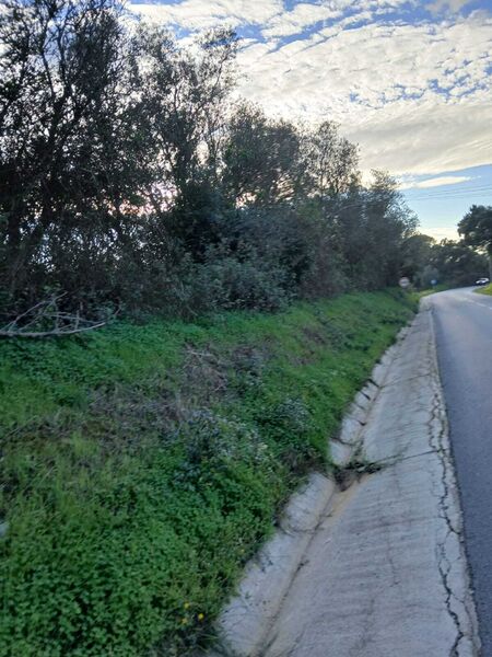 Terreno Agrícola com ruínas Grândola - sobreiros, oliveiras