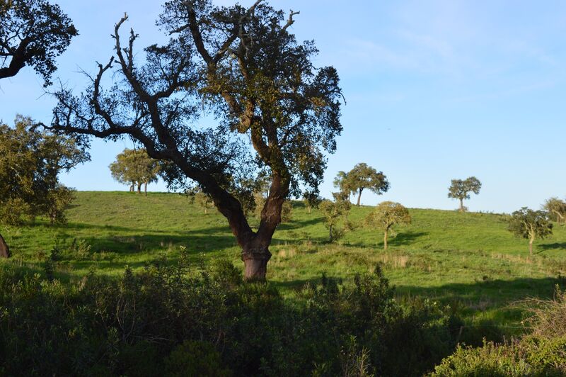 Land with 125.32sqm Santiago do Cacém - cork oaks