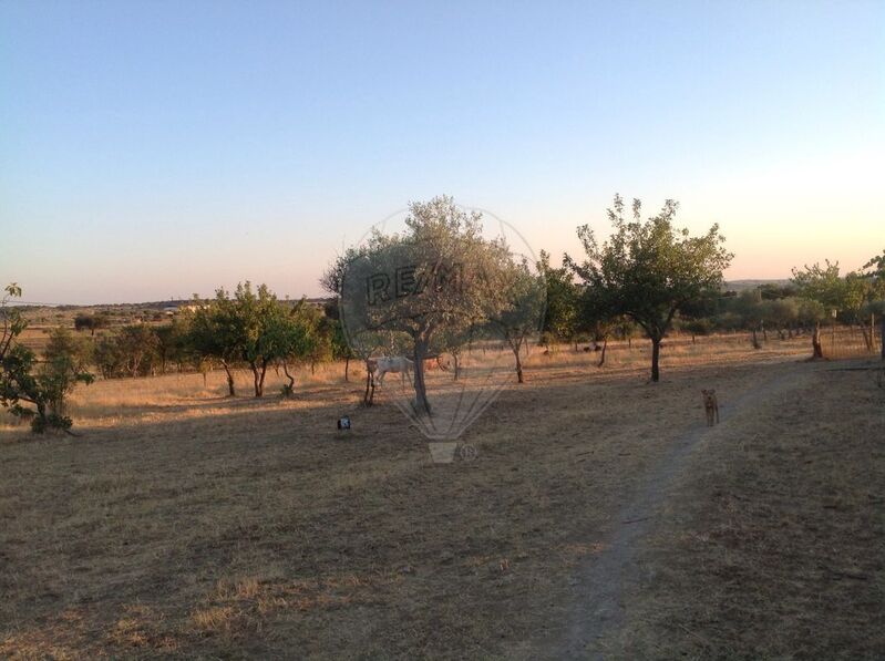 Terreno Agrícola com 22225m2 Toulões Idanha-a-Nova - electricidade, água, sobreiros, poço, cultura arvense, oliveiras