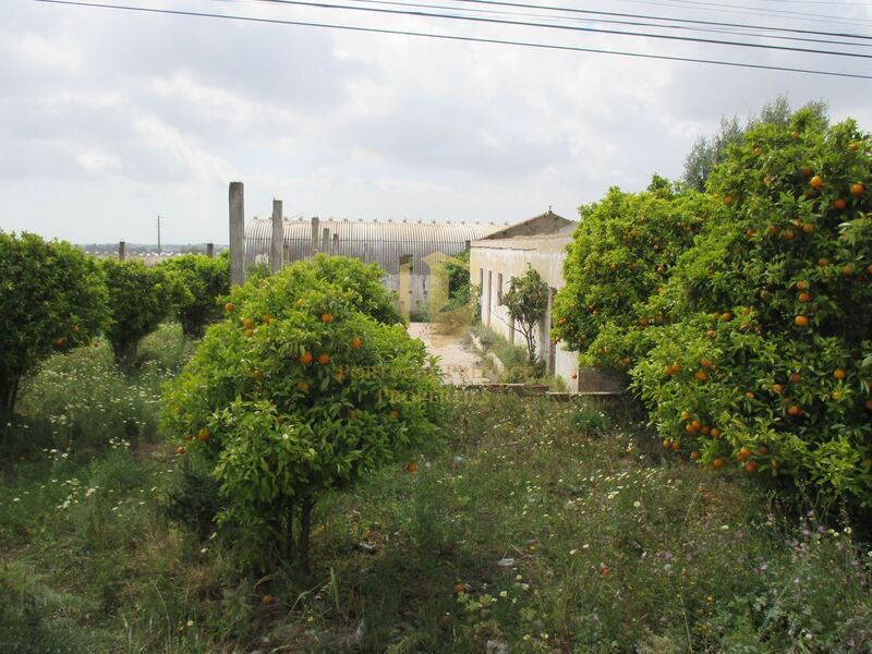 Terreno Urbano para construção Santa Bárbara de Nexe Faro