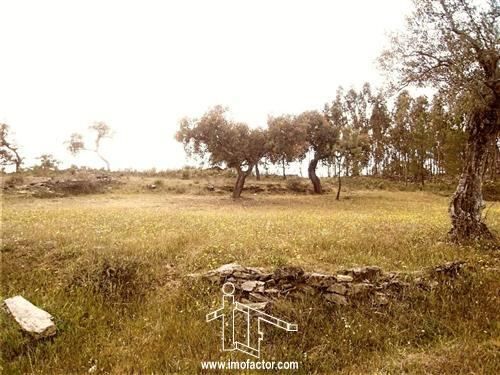 Land with 1440sqm Benquerenças Castelo Branco - cork oaks, construction viability, olive trees, electricity, water