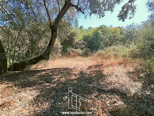 Land Agricultural with 2750sqm Castelo Branco - well, water, olive trees, cork oaks