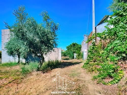 Small farm Mata Castelo Branco - orange trees, olive trees, store room, water, nice location, water hole, haystack, electricity, fireplace